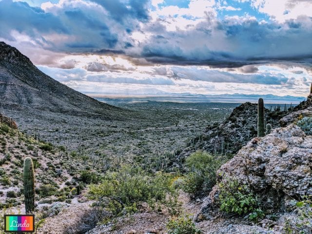 Saguaro National Park