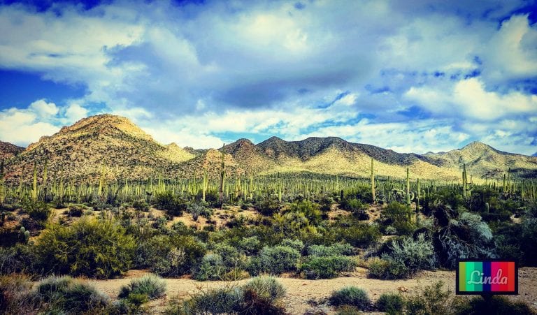 Read more about the article [美國][露營車]遊巨人柱國家公園Saguaro National Park和周邊