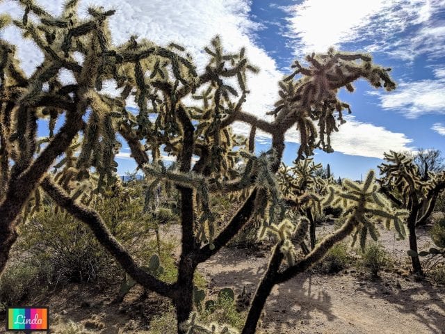 Saguaro National Park