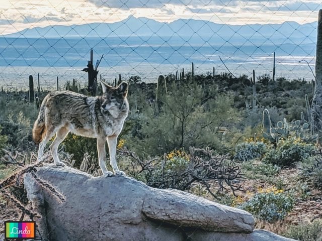 Saguaro National Park