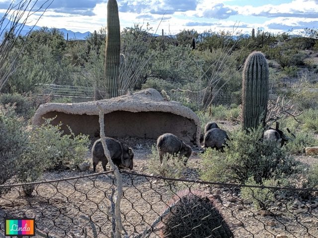 Saguaro National Park