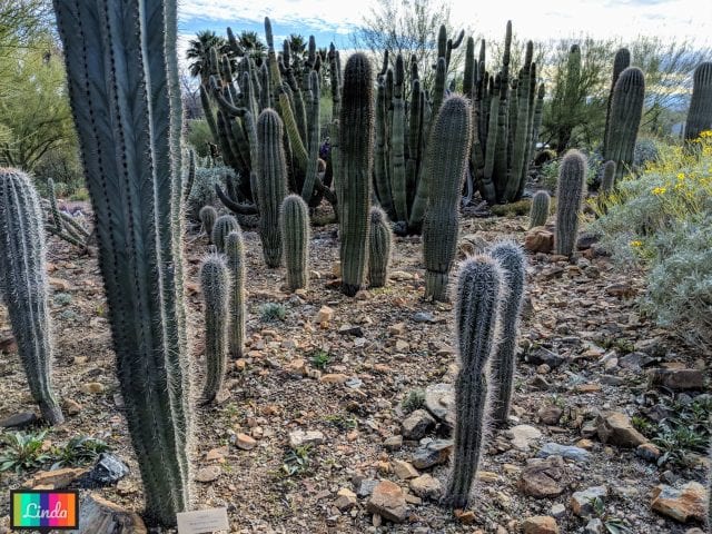 Saguaro National Park