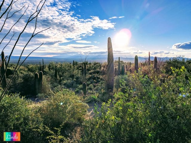 Saguaro National Park