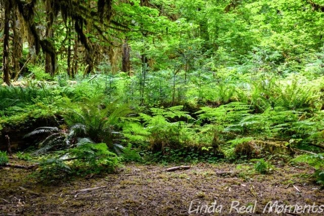 奧林匹克國家公園Olympic National Park