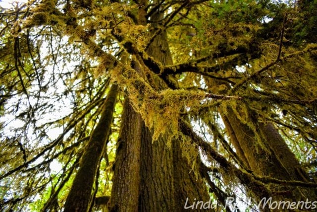 奧林匹克國家公園Olympic National Park
