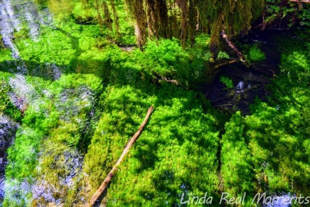 奧林匹克國家公園Olympic National Park