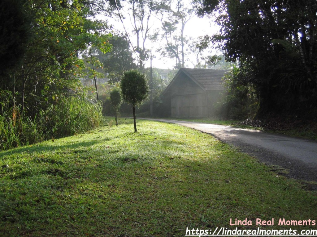 Read more about the article 旅行人生-長新芽，發新葉，向下扎根