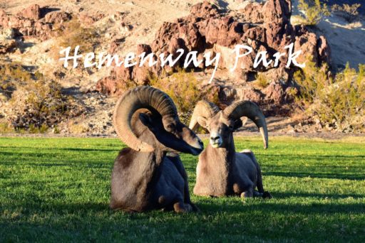Read more about the article 拉斯維加斯看得到大角羊的公園Hemenway Park