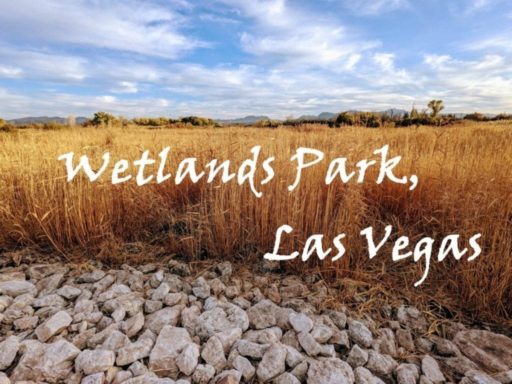 Read more about the article [美國][賭城Vegas]濕地公園Wetlands Park