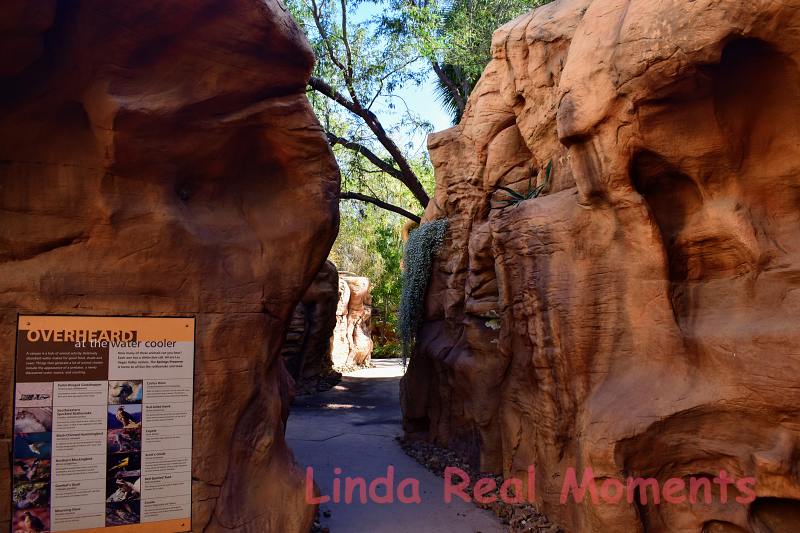 Read more about the article [美國][賭城Vegas]泉水保護區Springs Preserve