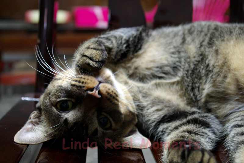 Read more about the article 貓貓狗狗過世了-生死之間